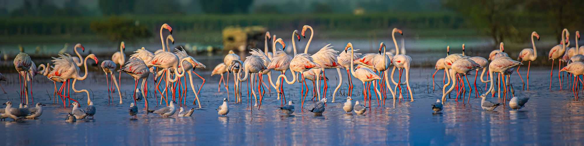 Flamingos